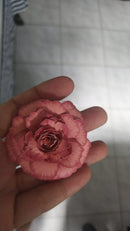 Arquivo De Corte Rosa Aurora Diversas Cores - Studio
