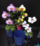 Arquivo Silhouette Dia Mães Orquidea Varias Cores
