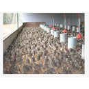 Fórmula Ração Para Codornas De Crescimento, Ovos E Corte.