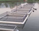Arquivo Como Criar Peixe Em Tanques De Rede