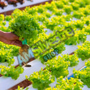 Horta Hidroponica Quintal Casa Orgânica Ecológico