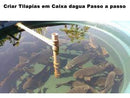 Ganhe Muito Dinheiro Criando Tilápias Em Caixas D´água