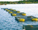 Arquivo Como Criar Peixe Em Tanques De Rede